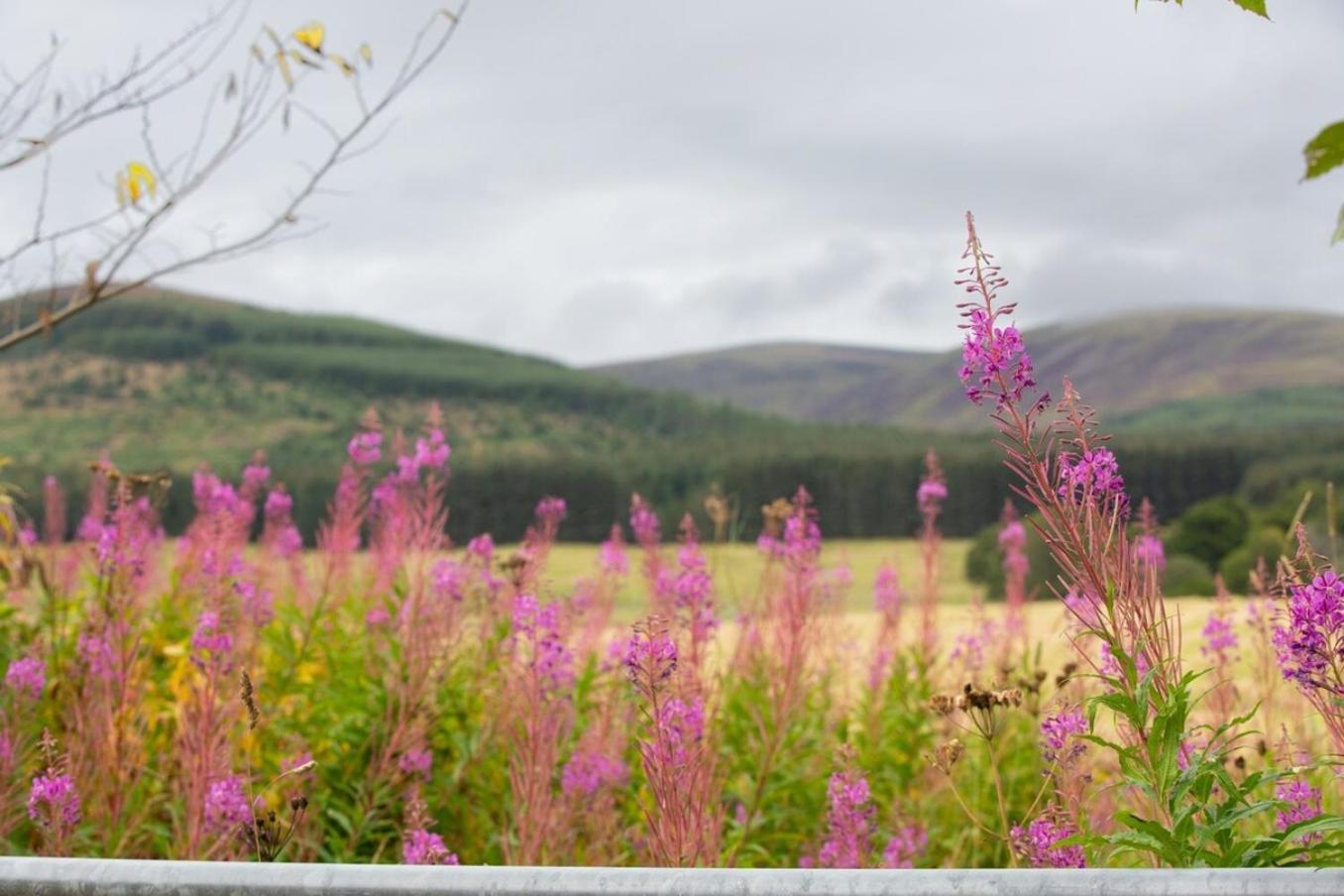 Mike'S 3-Bedroom Countryside Cottage Alness Exteriör bild